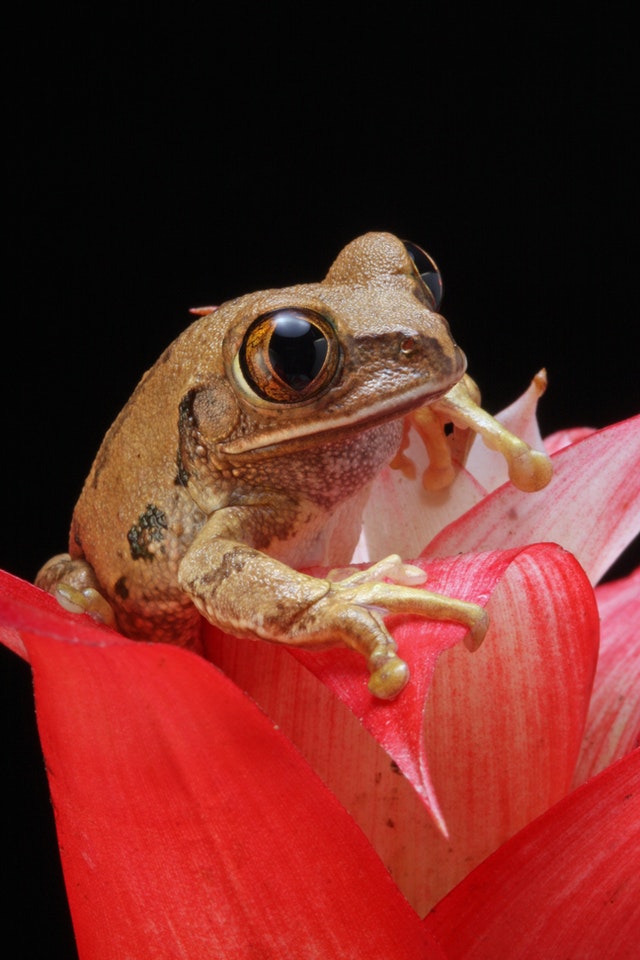 frog species on red flower
