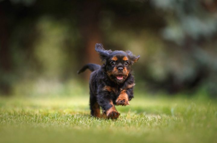 puppy running in park