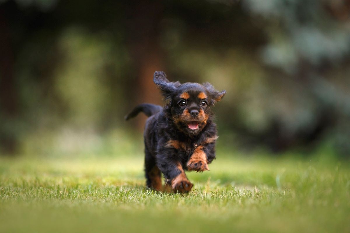 puppy running in park